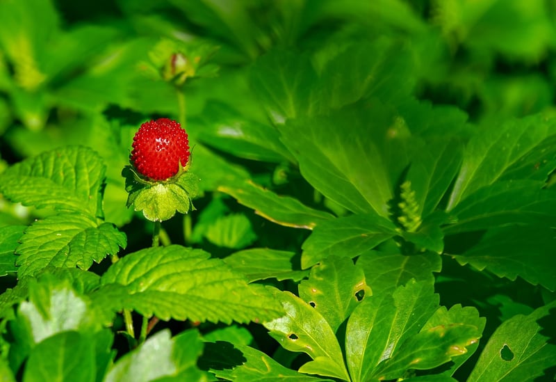 Baking Ingredients